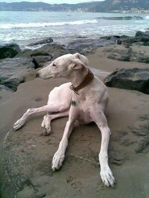 White greyhound at the beach. This dog is perfect. Greyhound Laying Down, Greyhound Aesthetic, Wolfhound Irish, Greyhound Pictures, Irish Wolfhound Dogs, Greyhound Rescue, Sight Hounds, Greyhound Adoption, Greyhound Art