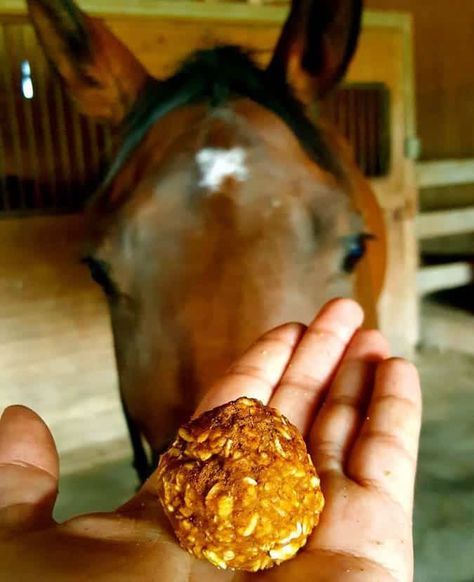 No Bake Horse Cookies, Soft Horse Treats, Treats For Horses, Horse Cookies Recipes, Honey Oatmeal Cookies, Homemade Horse Treats, Horse Nutrition, Pet Treats Recipes, Pumpkin Treats