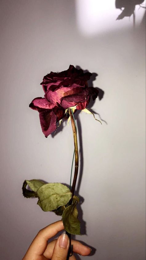 Wilting Roses Aesthetic, Wilting Rose Aesthetic, Roses In The Rain Aesthetic, Withered Flower Aesthetic, Wilted Rose Aesthetic, Dried Rose Aesthetic, Withered Rose Tattoo, Rose Aethstetic, Withered Rose Aesthetic