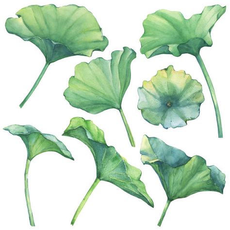 Indian Lotus, Watercolor Lotus, Lotus Flower Pictures, Lotus Flower Art, Lotus Painting, Fish Drawing, Lotus Art, Leaf Drawing, Lotus Leaves