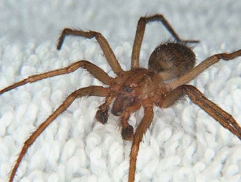 hobo spider Spider Identification, Hobo Spider, Dangerous Spiders, Spider Fact, Funnel Web Spider, Mosquito Repellent Homemade, Poisonous Spiders, Spiders Repellent, Recluse Spider