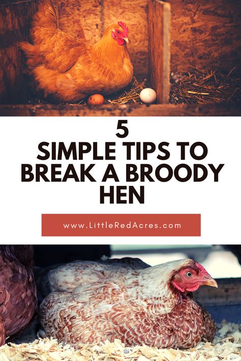 Let’s discuss a few easy ways to break a broody hen and get her back to being productive. How To Stop A Broody Hen, How To Break A Broody Hen, Broody Hen, Chicken Farming, Being Productive, Get Her Back, Egg Laying, Chicken Farm, Raising Chickens