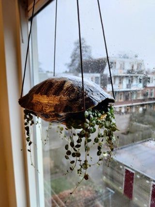 I found a turtle shell visiting Texas, took it home and turned it into a planter:D Had to put in 'string of turtles' of course! Hope they hold up well! : houseplants Turtle Shell Art Craft Ideas, Turtle Shell Display, Turtle Shell Craft, Turtle Shell Decor, Turtle Shell Art, Turtle Room, Turtle Terrarium, Kitchen Ideas For Small Spaces, Shell Planter