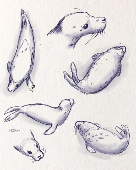 Seal pup sketch page, digital illustration during life drawing session Grey Seal Drawing, How To Draw A Seal Step By Step, Seal Drawing Reference, Harbor Seal Drawing, Seal Animation, Baby Seal Drawing, Seal Anatomy, Seals Drawing, Seal Doodle