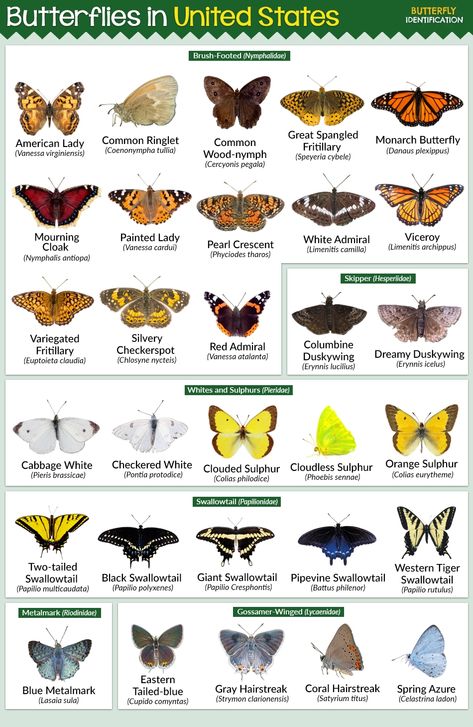 Butterflies Found in the United States of America - Butterfly Identification North American Butterflies, Butterfly Varieties, Butterfly Types, Crawling Animals, Butterfly Pupa, Butterfly Identification, Bug Identification, The Painted Lady, Butterfly Facts