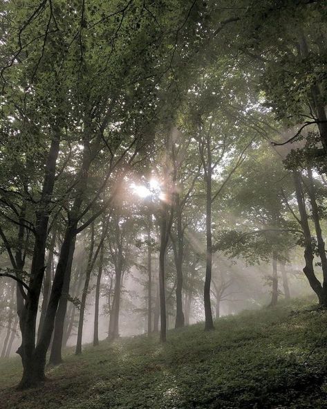 Foggy Weather, Rainy Day Aesthetic, Dark Green Aesthetic, Foggy Forest, Forest Path, Harry Potter Aesthetic, Nature Aesthetic, Pretty Places, Green Aesthetic