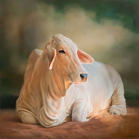 Trimurti Arts, Cow Reference, Ganesh Ji Images, Bengali Art, Pencil Drawings Of Animals, Ganesh Ji, Animal Study, White Cow, Krishna Painting