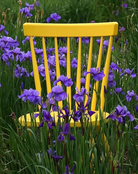 Source: djferreira224 Visuell Identitet, Yellow Cottage, Flowers Growing, Yellow And Purple, Purple And Yellow, Yellow Aesthetic, All Things Purple, Irises, Mellow Yellow