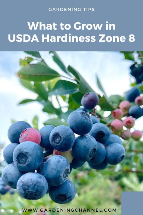 Blueberries Growing, Zone 8 Plants, Veggie Garden Layout, Grow Blueberries, Garden Soil Mix, Blueberry Gardening, Garden Planters Diy, Easy Herbs To Grow, Pot Gardening