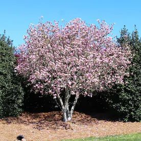 Jane Magnolia Tree, Saucer Magnolia Tree, Magnolia Jane, Jane Magnolia, Freestanding Pergola, Pergola Swing, Wind Break, Pergola Ideas, Flowering Tree