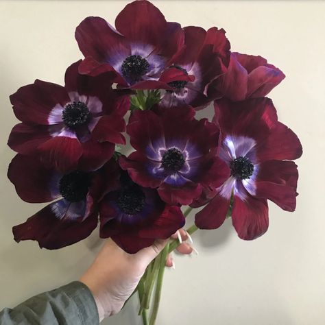 OC Wholesale Flowers | Anemone Burgundy Anemone Bouquet, Anemone Wedding Flowers, Burgundy Anemone, Red Anemone Flower, Purple Anemone Flower, Anemones Flower, Anenome Flower, Purple Anemone, Anemone Wedding