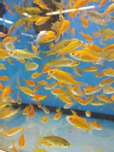 Yellow Fish Aesthetic, Bright Yellow Aesthetic, Fish Tank Aesthetic, Tank Aesthetic, Beach Core, Fish Aesthetic, November Aesthetic, Yellow Y2k, Fish Background