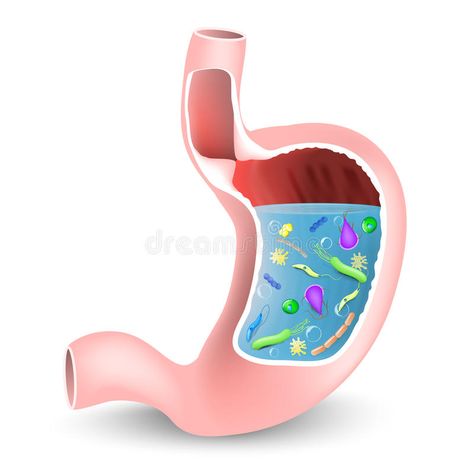 Stomach with bacteria and other microbes. Human stomach with bacteria and other , #SPONSORED, #microbes, #bacteria, #Stomach, #href, #stomach #ad Ginger Remedies, Stomach Bacteria, Olive Garden Alfredo Sauce Recipe, Olive Garden Alfredo, Olive Garden Alfredo Sauce, Lactobacillus Gasseri, Ginger Detox, Low Fiber Diet, Home Made Remedies