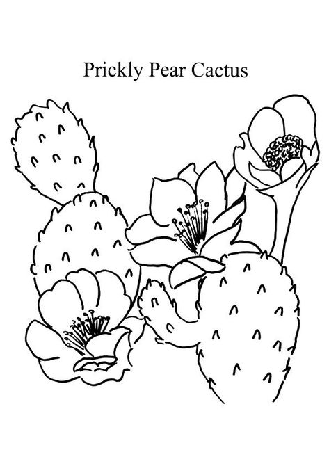 Cactus Coloring Page, Pumpkin Patch Pictures, Cactus Pictures, Cactus Printable, Cactus Drawing, Pages To Color, Fruit Coloring Pages, Pear Cactus, Pumpkin Coloring Pages