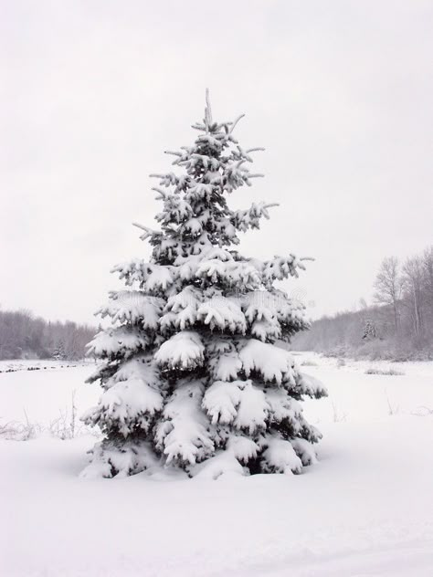 Snowy pine tree. A winter wonderland scene of a lone pine tree covered in heavy , #AFF, #winter, #wonderland, #tree, #Snowy, #pine #ad Botanical Art Drawing, Frosted Christmas Tree, Pine Cone Christmas Tree, Lone Pine, Heavy Snow, Cone Christmas Trees, Snow Covered Trees, Winter Watercolor, Snowy Trees