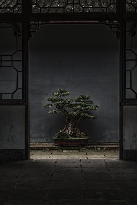 Japanese Indoor Plants, Japanese Bonsai Tree, Bonsai Tree Care, Wabi Sabi Art, Japanese Bonsai, Sucker Punch, Tree Images, Bonsai Plants, Nature View