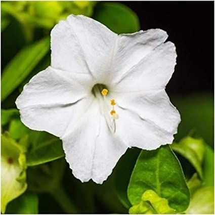 UtopiaSeeds White Four O'Clock Seeds - Mirabilis Jalapa - Heat and Drought Tolerant Flowers 4 Oclock Flowers, Flowers Name List, Mirabilis Jalapa, Clock Flower, Four O Clock, Seed Shop, Flower Names, Top Soil, Herb Seeds