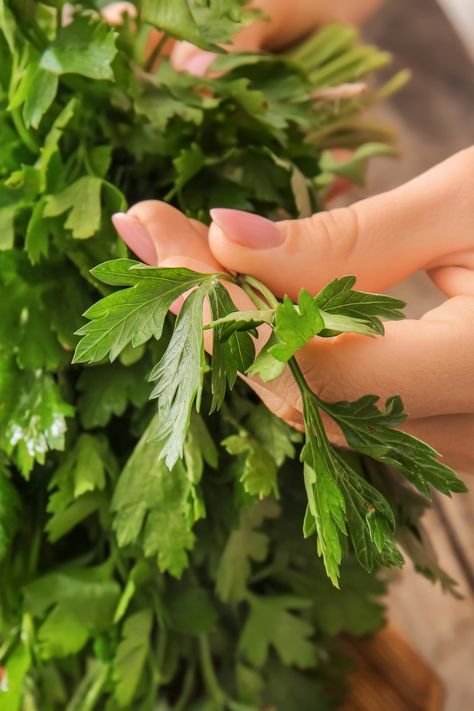 Parsley, especially the commonly used Italian parsley, significantly resembles cilantro, so it’s easy to mistake one for the other. Parsley and cilantro belong to the same botanical family, Apiaceae or the carrot family. Italian parsley (flat-leaf parsley) and cilantro have bright green, delicate, feathery leaves. However, their leaves are slightly different, which can help you tell them apart – flat-leaf parsley has pointed leaf margins, while cilantro has rounded leaf margins. Types Of Basil, Cooking With Fresh Herbs, Green Herbs, Italian Parsley, Slow Cooked Meat, Creamy Recipes, Sweet Basil, Culinary Herbs, Chamomile Flowers