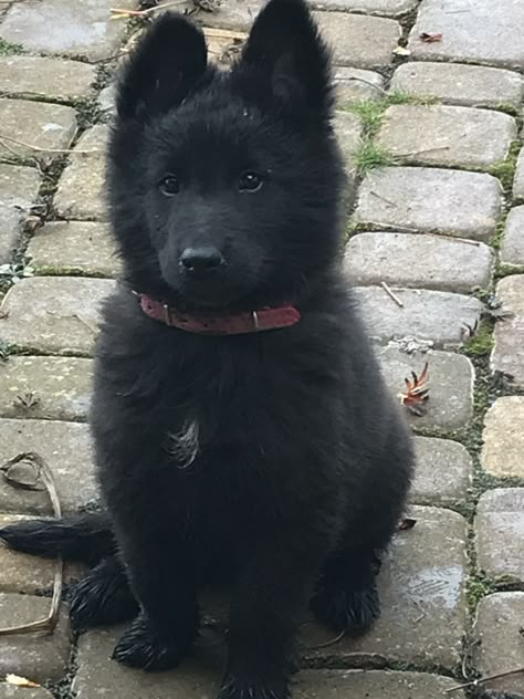 Big Fluffy Black Dogs, Black Wolf Dog Puppy, Fluffy Black Dog, Black Husky Puppy, Black Fluffy Dog, Belgian Shepherd Puppy, Cute Black Dog, Black Dogs Breeds, Black Puppy