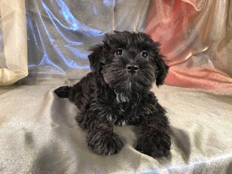 Miniature Miniature Schnoodle, Schnoodle Puppies For Sale, Schnoodle Puppy, Cutest Puppy Ever, Wheaten Terrier, Dogs For Sale, Puppies For Sale, Iowa, Cute Puppies