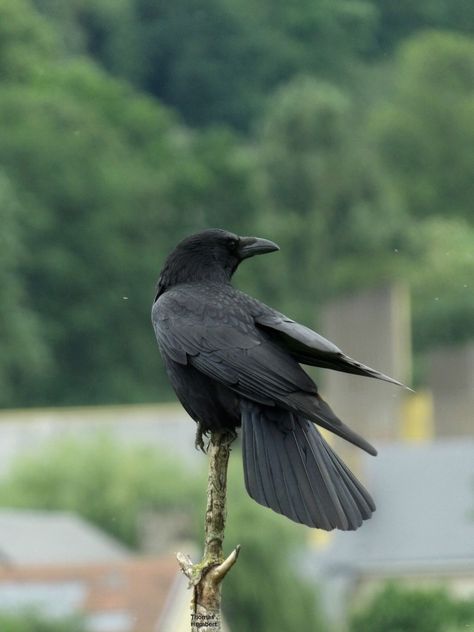 Common Crow, Carrion Crow, Dark Wings, Crow Bird, Black Birds, Jackdaw, Crows Ravens, British Wildlife, Big Bird