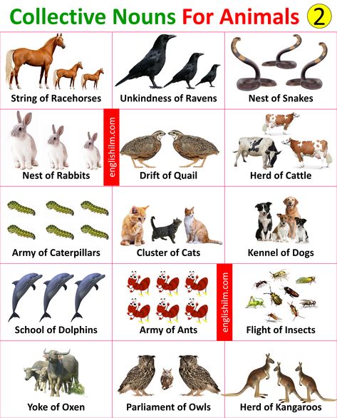 Animal Group Names: Collective Nouns for Animals with Images Animals Name In English, Animal Collective, Group Names, Study English Language, Urdu Language, Kindergarten Reading Worksheets, Collective Nouns, Gk Questions And Answers, Dog School