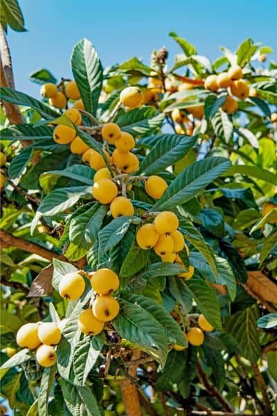 Loquat Tree Landscaping, Small Fruit Trees, Fruit Trees In Containers, Loquat Tree, Seed Growing, Lakeside Garden, Desserts Fruit, Small Urban Garden, Recipes Fruit