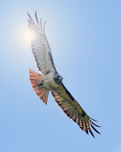 Bird of Prey soaring in sunlit sky Bird Soaring, Bird Pics, Bird Of Prey, Supernatural Beings, Sky Photos, Nature Birds, Bird Pictures, Hell Yeah, Birds Of Prey