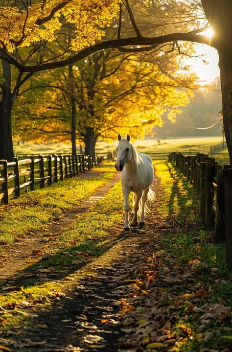 Autumn Horse Aesthetic, Horses In Forest, Autumn Horse, Beautiful Horses Photography, Beautiful Horse Pictures, Horse Wallpaper, Most Beautiful Horses, Majestic Horse, Beautiful Landscape Wallpaper