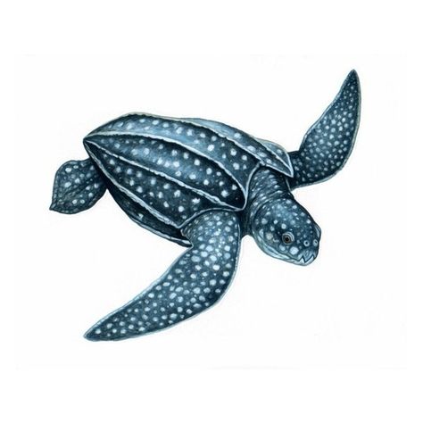 stock / Leatherback turtle ❤ liked on Polyvore featuring fish Leather Back Sea Turtle, Cute Turtle Drawings, Leatherback Sea Turtle, Sea Life Artwork, Sea Turtle Drawing, Sea Turtle Pictures, Sea Turtle Tattoo, Turtle Images, Turtle Quilt