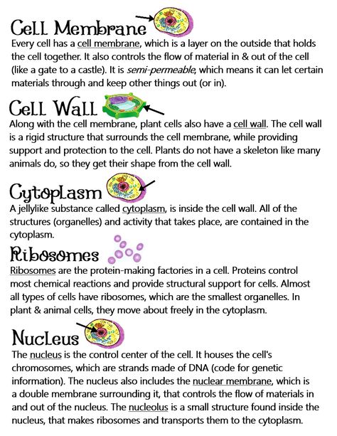 Plant & Animal Cells (Parts of a Cell/Organelles) ~ Anchor Chart * Jungle Academy Parts Of A Cell And Their Functions, Cells In Biology, Plant Cell Notes Biology, Biology Notes Animal And Plant Cells, Science Cells Notes, Animal Cells Notes, Cell Specialization Notes, What Is Cell Notes, Plant And Animal Cells Notes