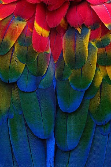 Ishmael on a train Macaw Feathers, Feather Art, Colorful Feathers, Tropical Birds, Bird Patterns, Patterns In Nature, Birds Of A Feather, Color Textures, Bird Feathers