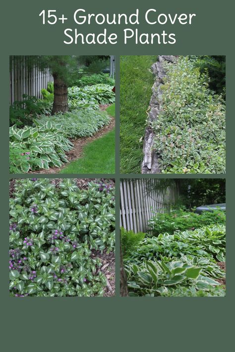 Under Tree Ground Cover, Cottage Garden Ground Cover, Shade Loving Ground Cover Perennials, Shade Ground Cover Walkable, Creeping Ground Cover Perennials, Mazus Ground Cover, Lamium Ground Cover, Shade Ground Cover Perennial, Full Shade Ground Cover