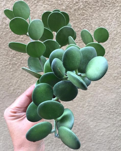 @anxiousgarden on Instagram: “String of Coins!” 4 SALE Anxiousgarden.com | Silver Dollar Succulent Silver Dollar Plant, Plant Diseases, Dry Creek, Unusual Plants, Rare Succulents, Cactus Y Suculentas, Pretty Plants, Cactus Flower, Cactus And Succulents