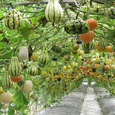 hanging gourd garden - A wonderful and beautiful idea for growing these fruit with uniformity. Perma Culture, Vertical Vegetable Gardens, Vertical Vegetable Garden, Garden Vines, Vertical Gardens, Secret Gardens, Veg Garden, The Secret Garden, Vegetable Garden Design