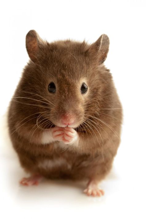 Stuttering in Mice:Q&A on the Latest Research Dr. Barnes, Dr. Holy, and Dr. Drayna Peppermint Oil For Mice, Brown Hamster, Hamsters Cute, Brown Animals, Brown Mouse, Getting Rid Of Mice, Mice Repellent, Cute Potato, Syrian Hamster