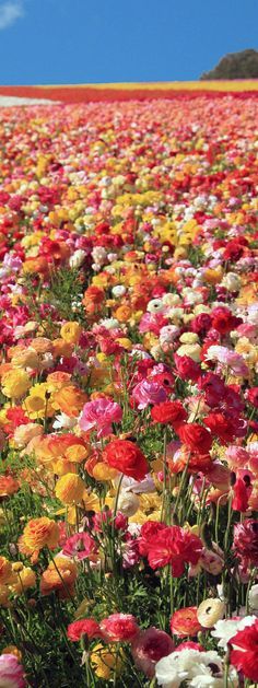 Multicolored Flowers, Poppy Fields, Emily Dickinson, Flowers Garden, Beautiful Blooms, Flowers Nature, Flower Field, Love Flowers, Beautiful Roses