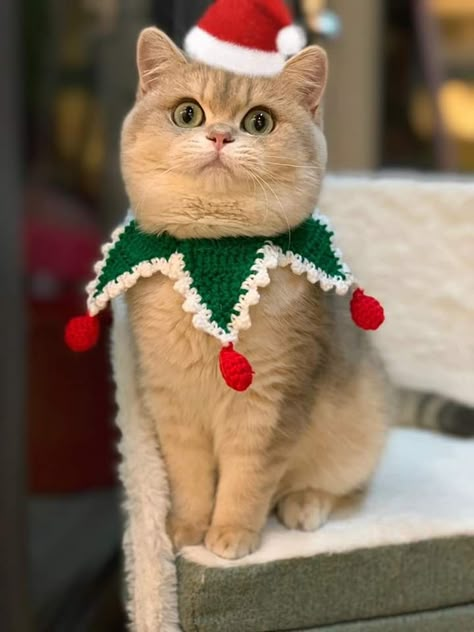 Cat Christmas Collar Crochet, Christmas Cat Costume, Dog Clothes Christmas, Cat Christmas Crochet, Christmas Cat Crochet, Crochet Cat Christmas, Crochet Cat Clothes, Diy Cat Clothes, Cat Christmas Hat