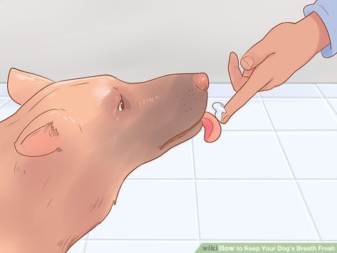 3 Ways to Keep Your Dog's Breath Fresh - wikiHow Pet Dog Bad Breath Remedy, Dog Breath Remedy, Stinky Dog Breath, Dog Science, Bad Dog Breath, Essential Oils Dogs, Stinky Dog, Puppy Breath, Dog Toothpaste