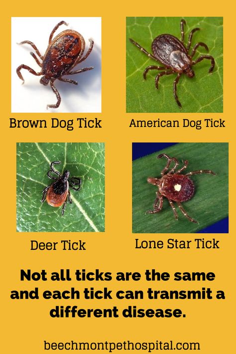 We have four different types of ticks in Cincinnati,Ohio and they all spread different diseases. #BeechmontPetHospital #ticks Types Of Ticks, Insect Identification, Pet Treats Recipes, Deer Ticks, Tick Removal, Tick Bite, Tick Repellent, Hospital Health, Diy Pest Control