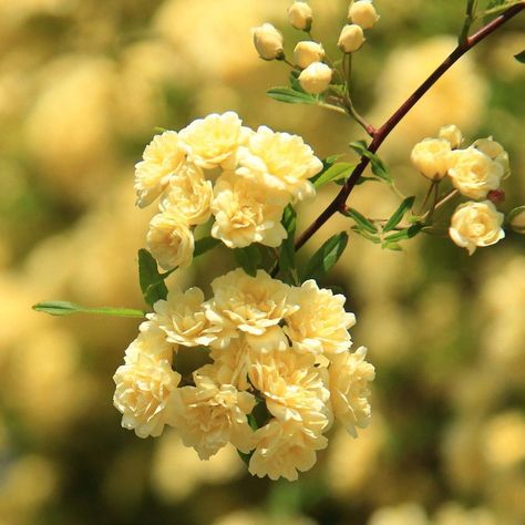 Lady Banks Roses for Sale | FastGrowingTrees.com Yellow Climbing Rose, Lady Banks Rose, Rose Fertilizer, Rose Bushes, Fragrant Roses, Climbing Rose, Types Of Roses, Fast Growing Trees, Organic Soil