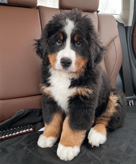 Bernese Mountain Corner (@bernese.corner) • Ảnh và video trên Instagram St Bernard Bernese Mountain Dog, Puppy Bernese Mountain Dog, Saint Bernese Mountain Dog, Bernese Mountain Dog Puppy Aesthetic, Baby Announcement Ideas With Dogs, St Bernese Mountain Dog, Saint Bernese, St Bernese, Bernese Mountain Dog Aesthetic