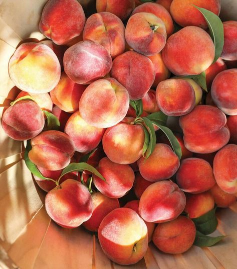 Get ready to savor the taste of summer with five delightful peach recipes from Country Living that will have you reaching for a napkin. Peaches Aesthetic, Summer Suppers, Peach Photography, Fresh Peach Recipes, Air Fryer Fish Recipes, Recipes By Ingredients, Air Fryer Fish, Peach Recipes, Baked Peach