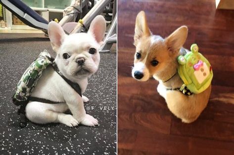 These adorable dogs are wearing very important backpacks, packed full of... something. Does it matter? They're wearing backpacks! Wearing Backpack, Adorable Dogs, Dog Food, French Bulldog, Photo Ideas, Cute Dogs, Funny Animals, Animal Lover, Matter