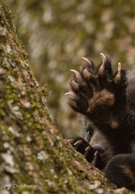 Mama, do my toenails need trimmed? 🐾🐻 Grizzly Bear Photography, Grizzly Bear Cub, Brown Bears, Bear Claw, Animal Anatomy, Three Bears, Vox Machina, Bear Claws, Bear Pictures