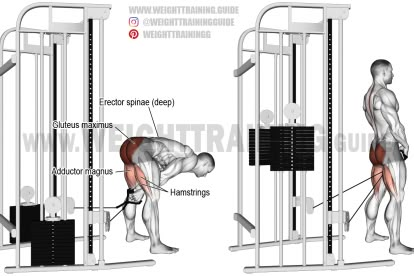 Straight-leg cable pull-through exercise Cable Workouts, Cable Machine Workout, Machine Workouts, Cable Workout, Glute Workouts, Glute Exercises, Lower Body Workouts, Compound Exercises, Leg Exercises