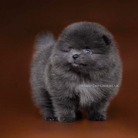 Pet Possum, Blue Pomeranian, Teacup Pomeranian Puppy, Mini Pomeranian, Pomeranian Breeders, Puppy Teacup, French Bulldog Breeders, Black Pomeranian, Dogs Images