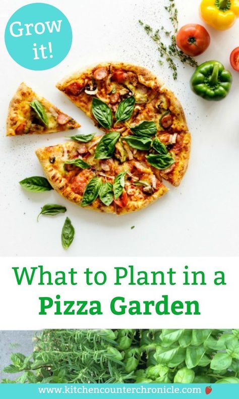 Kids Vegetable Garden, Pizza Garden, Sustainability Activities, Garden Pizza, Gardening With Kids, Make A Pizza, Vegetable Garden Tips, Pizza Ingredients, Organic Vegetable Garden