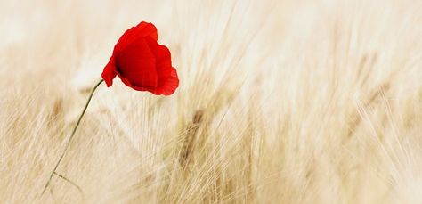 counter-cultural Colors In The Bible, Poppy Photo, Field Wallpaper, Golden Wheat, Poppy Print, Parenting 101, Wheat Fields, Remembrance Day, Albert Camus