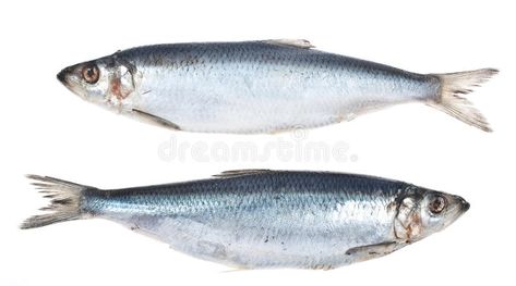 Herring. Fresh herring on white background #Sponsored , #Affiliate, #Ad, #Fresh, #white, #herring, #Herring Herring Fish, Herring Recipes, Fast Food Logos, Infographic Design Inspiration, Rainbow Fish, Graphic Design Photography, Logo Food, Business Advertising Design, Print Designs Inspiration